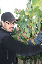 geoff davies stellareese harvest