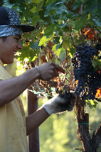 stellareese cabernet